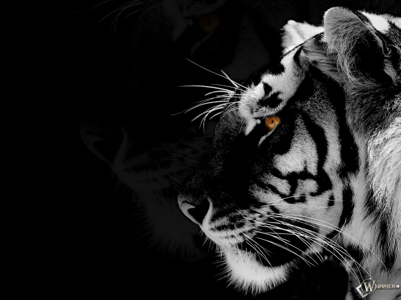 black and white tiger wallpaper #10