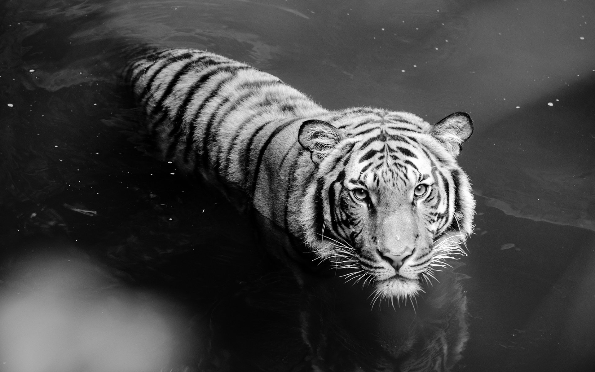 black and white tiger wallpaper #16