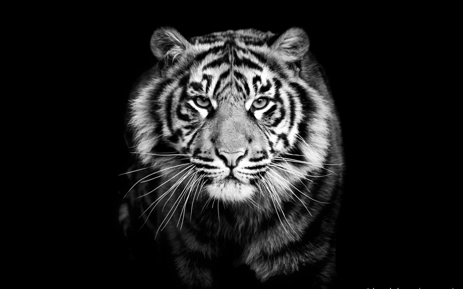 black and white tiger wallpaper #4