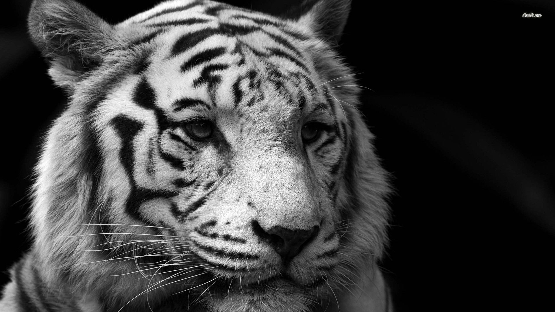 black and white tiger wallpaper #24