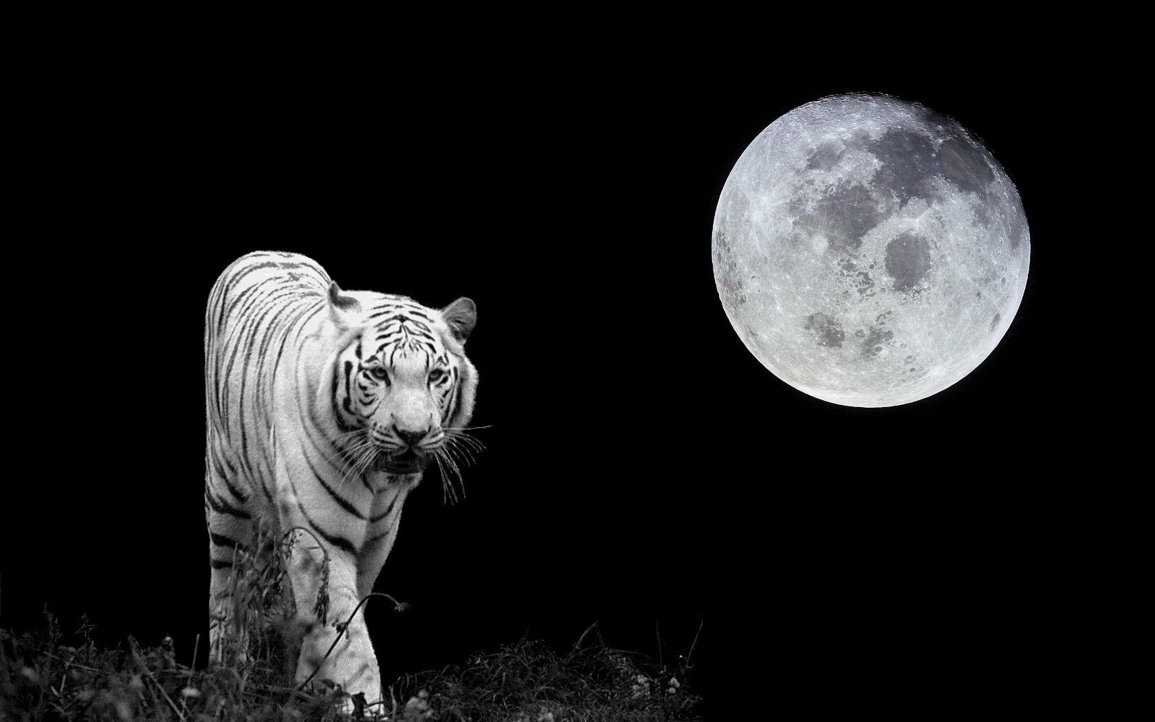 black and white tiger wallpaper #21