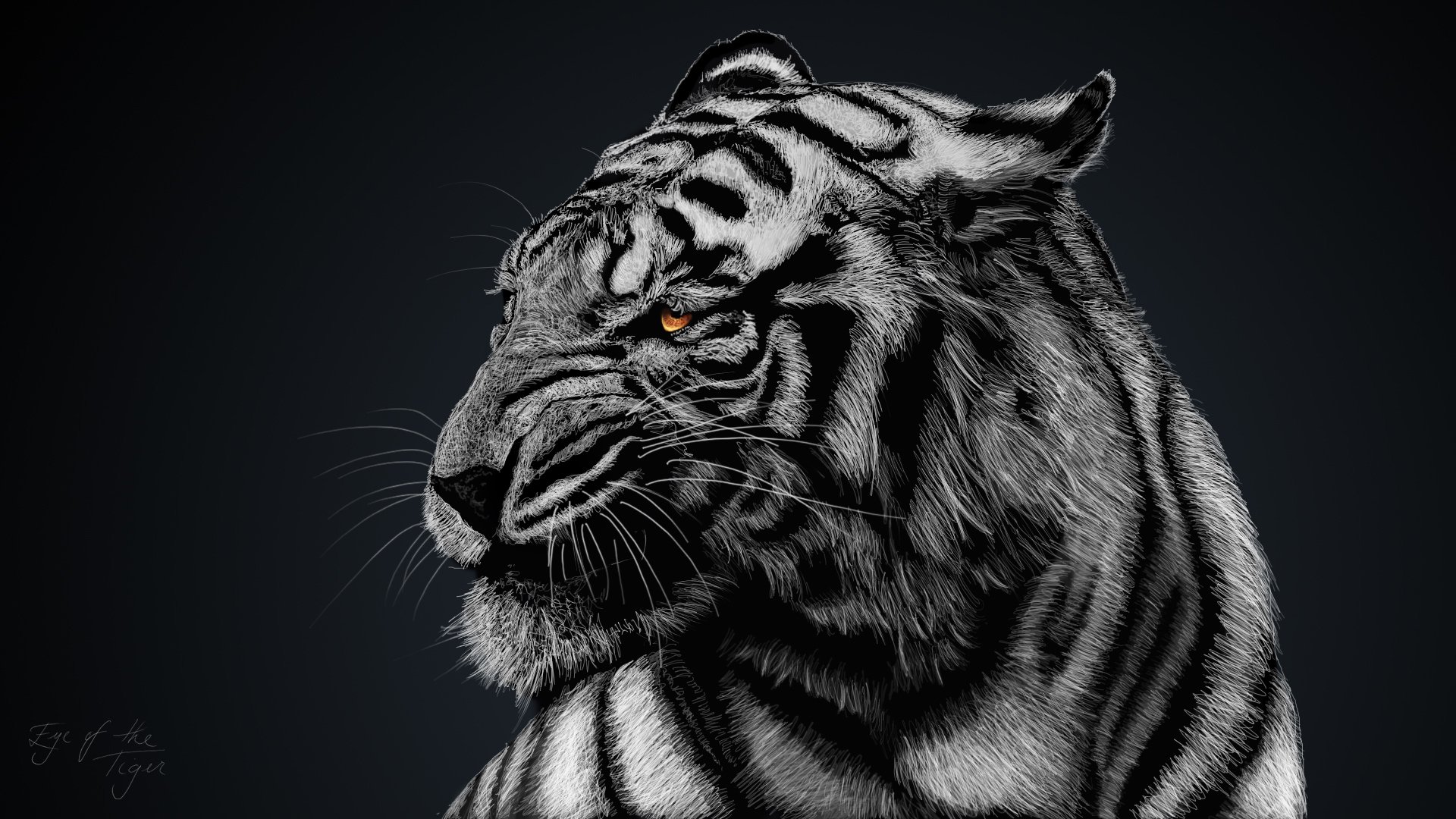 black and white tiger wallpaper #3