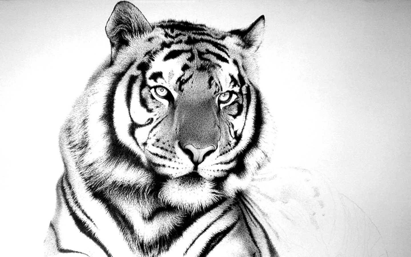 black and white tiger wallpaper #6