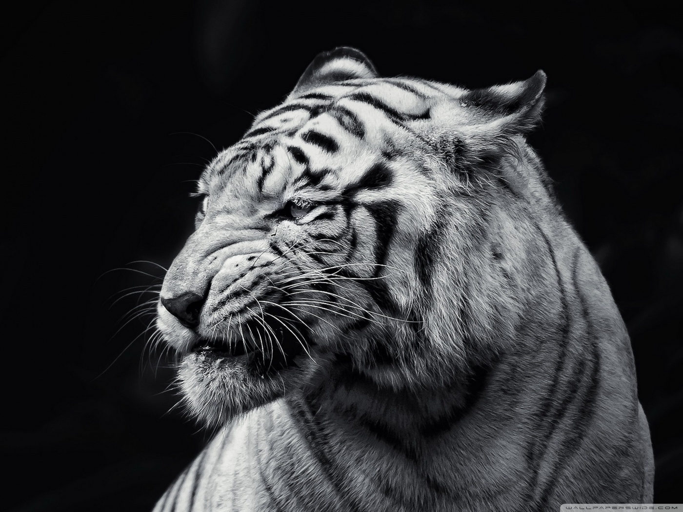 black and white tiger wallpaper #19