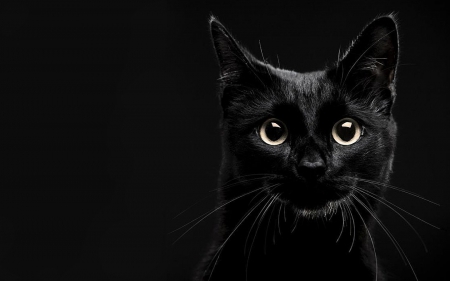 Black cat desktop wallpaper