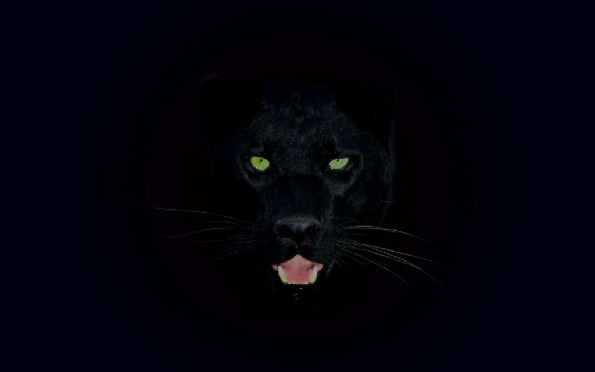 Black jaguar wallpaper