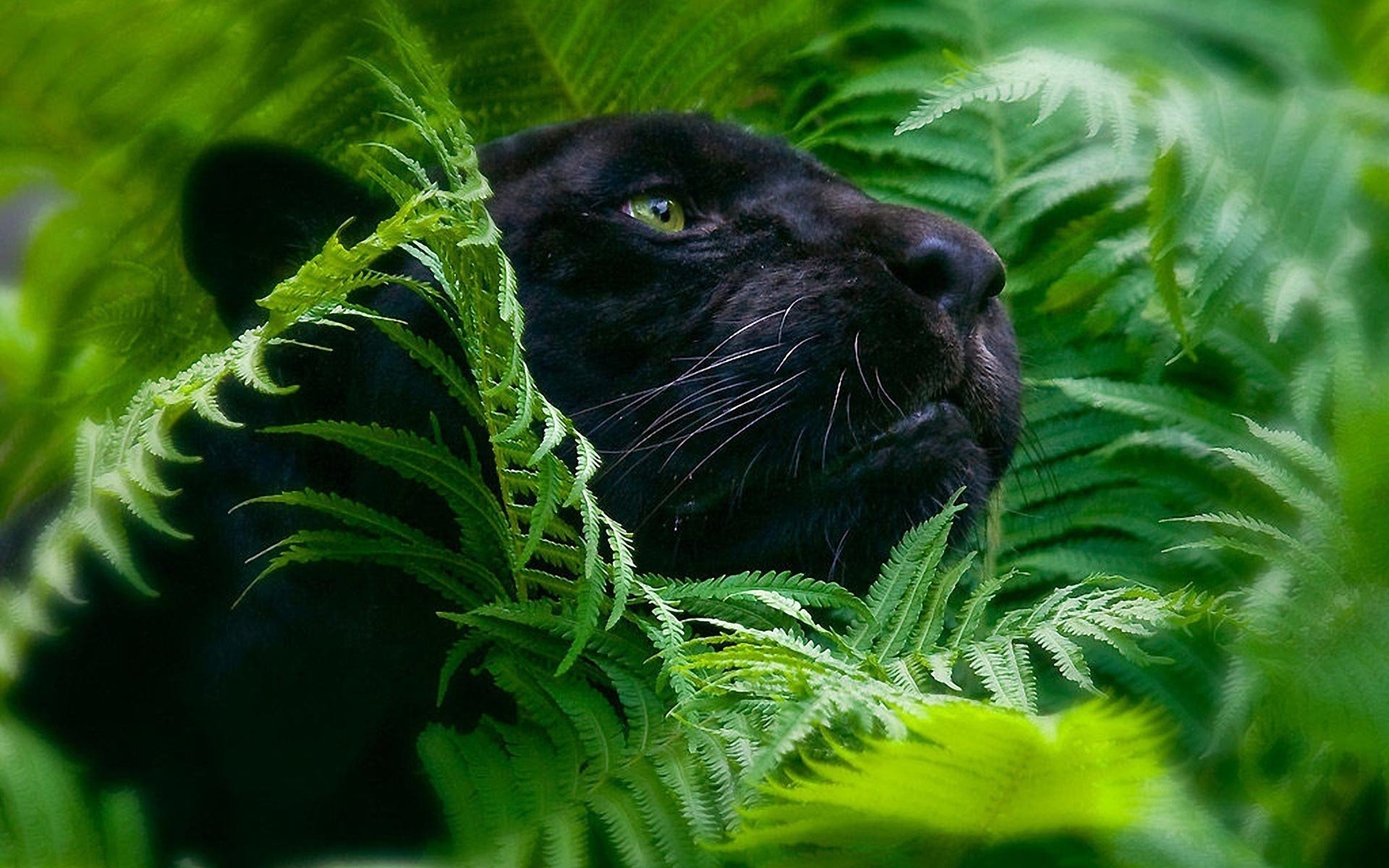 96 Black Panther HD Wallpapers | Backgrounds - Wallpaper Abyss