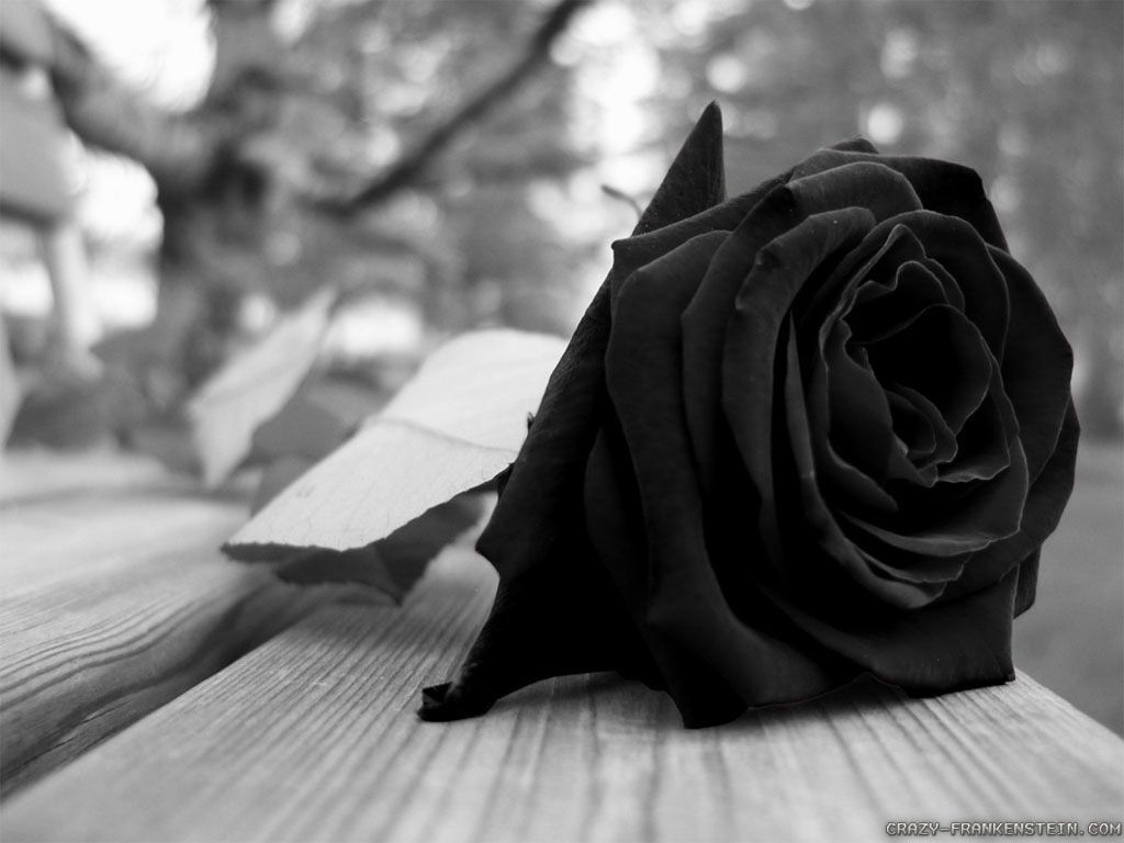 Black roses wallpaper