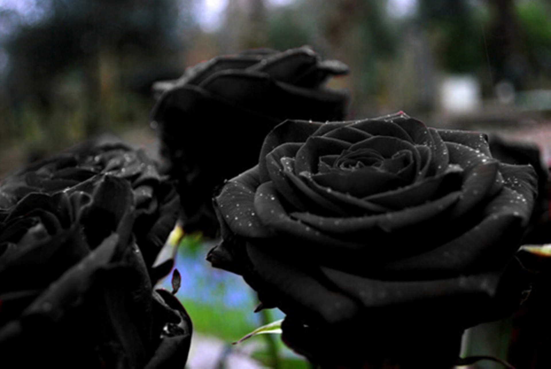 Black roses wallpaper