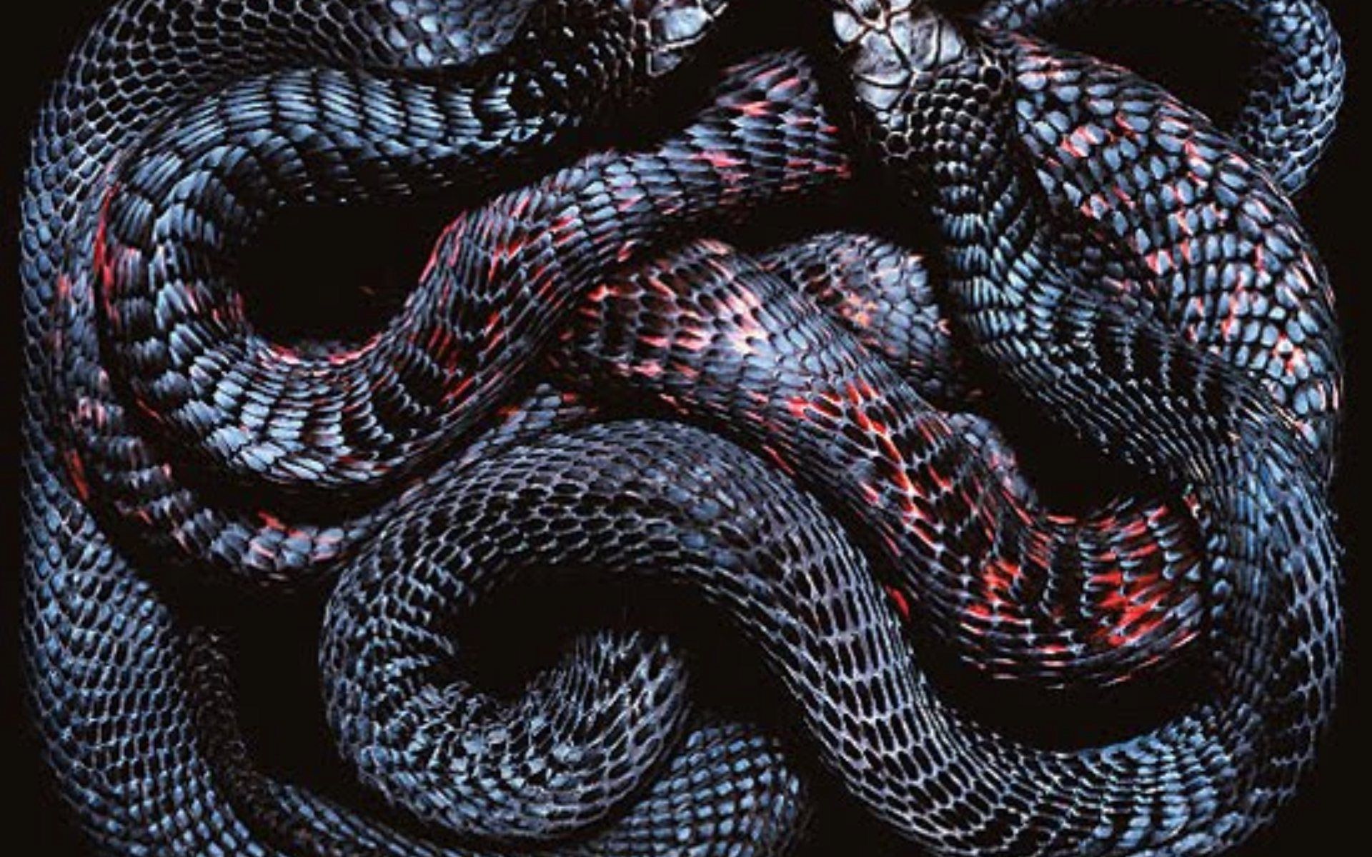 Black snake wallpaper