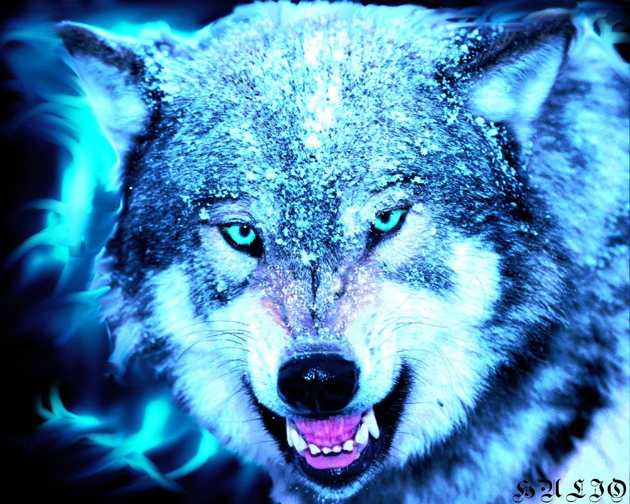 Blue wolf wallpaper