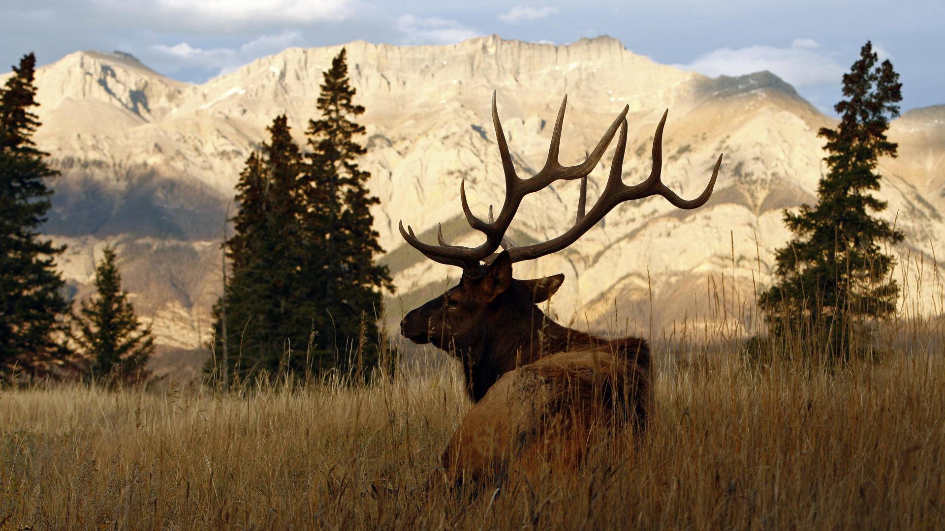 Bull elk wallpaper