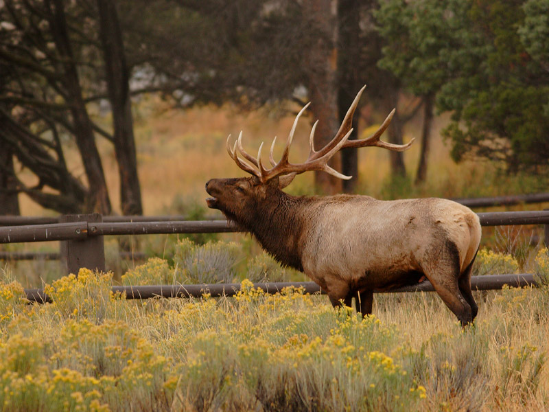 Bull elk wallpaper