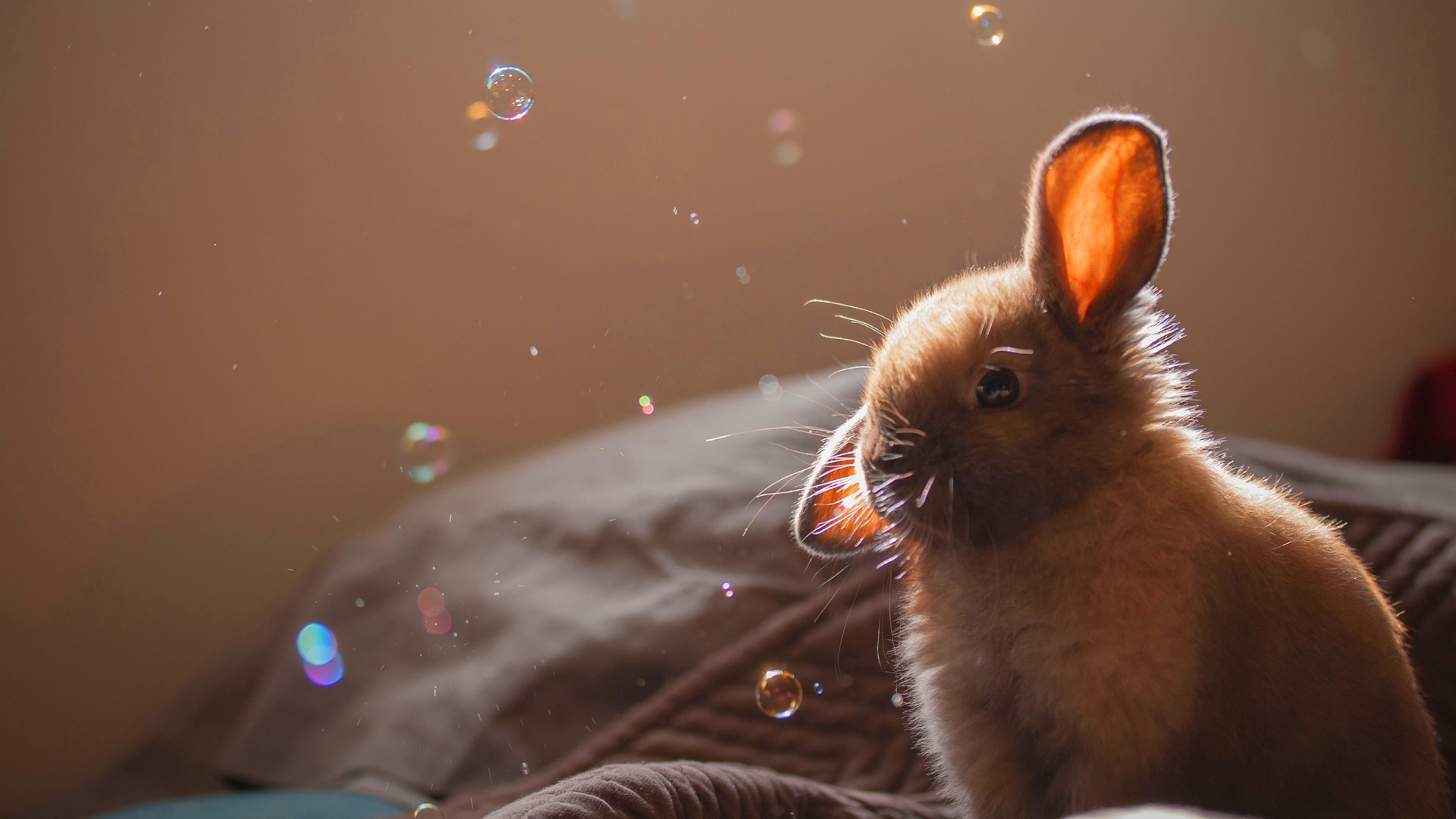 Bunny background