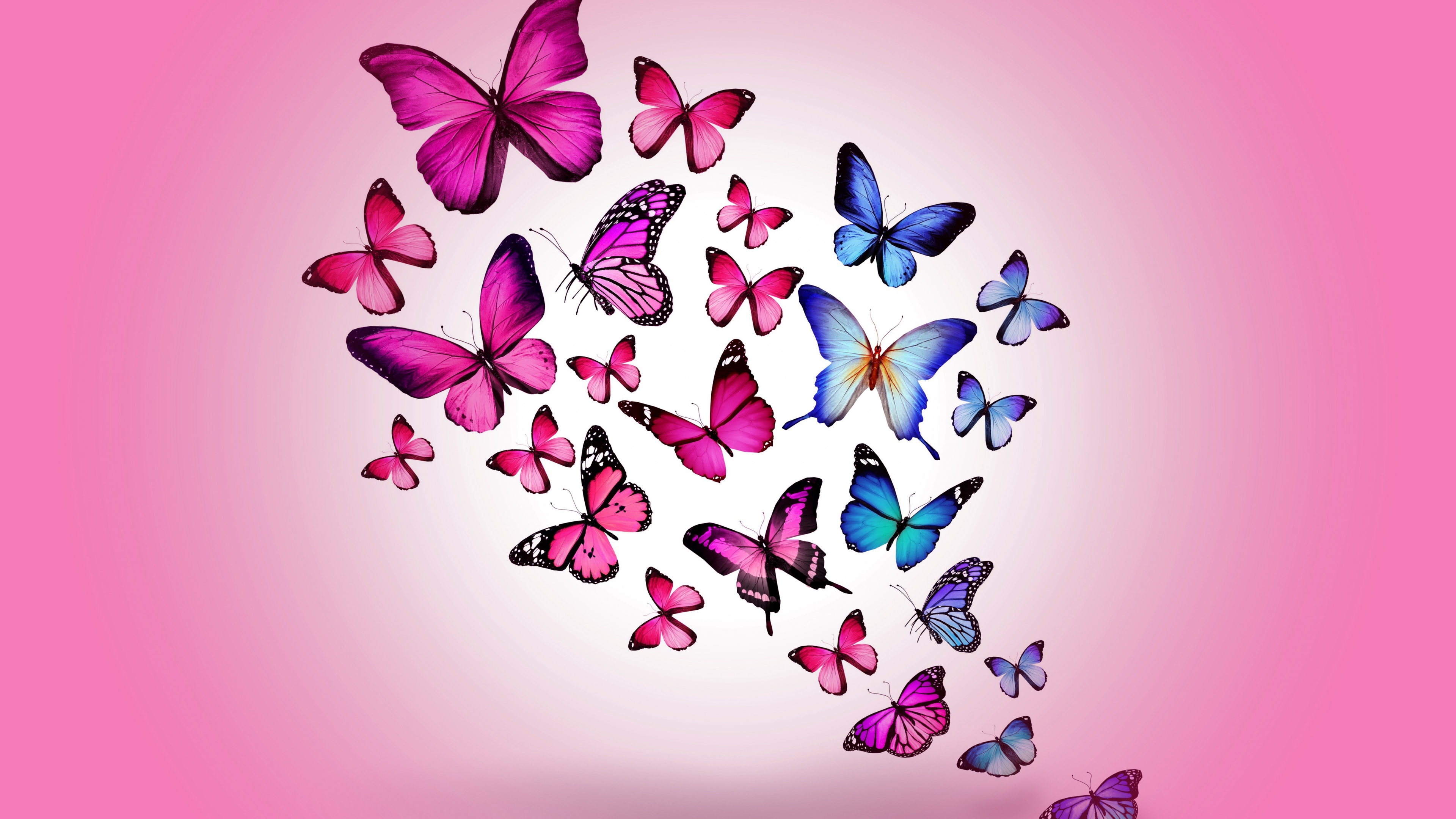 Butterfly wallpapers
