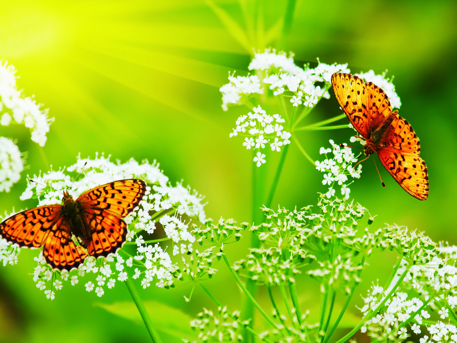 Butterflies desktop wallpaper
