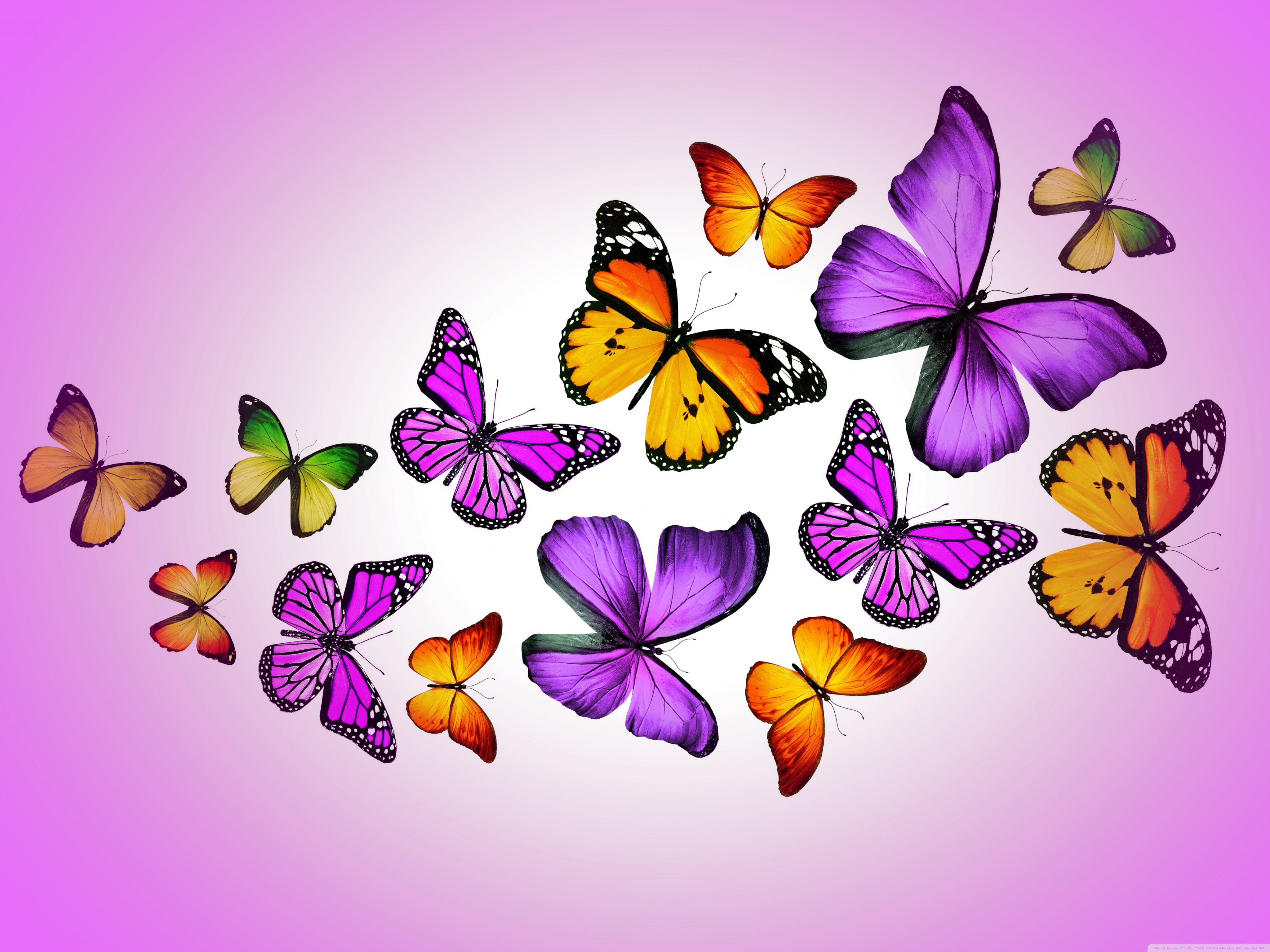 Butterflies wallpaper pictures