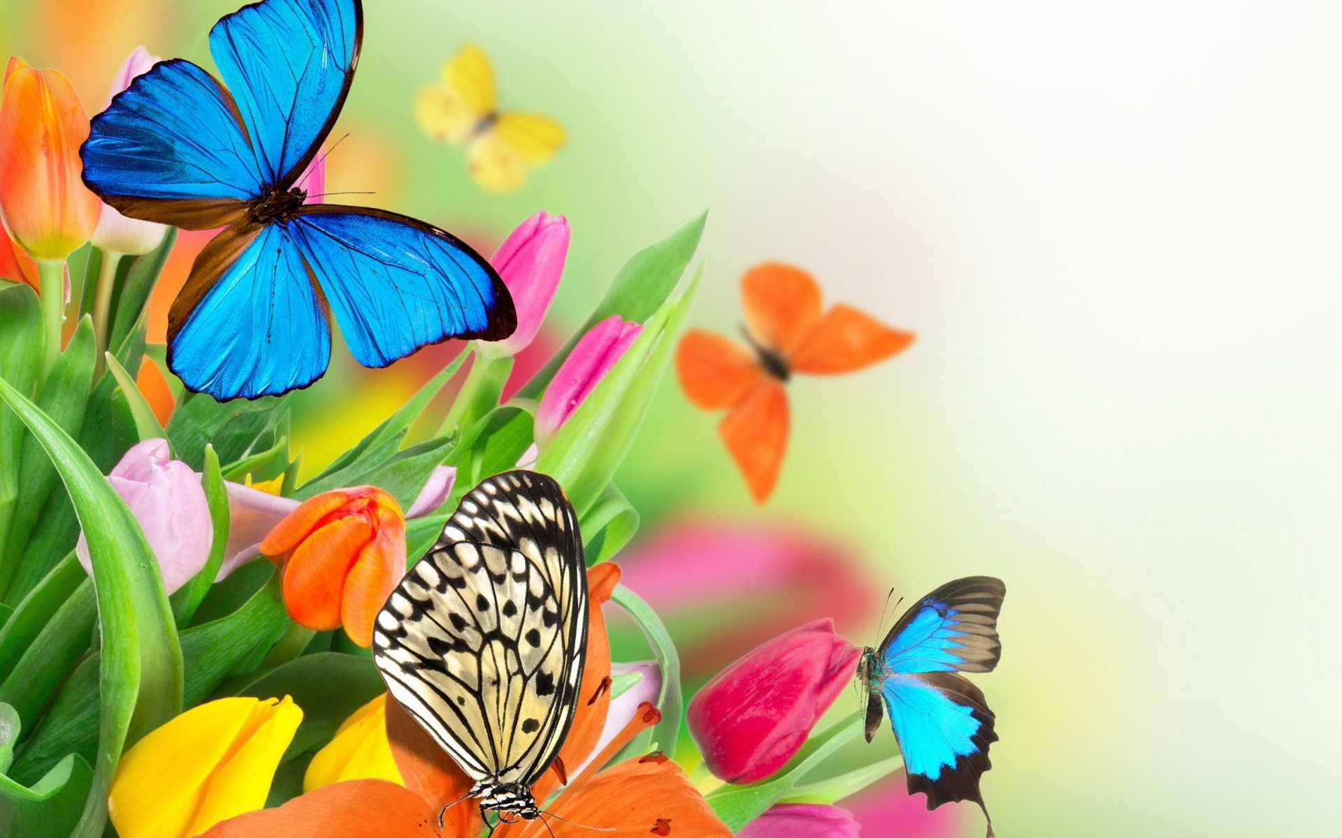 Colorful butterflies wallpaper