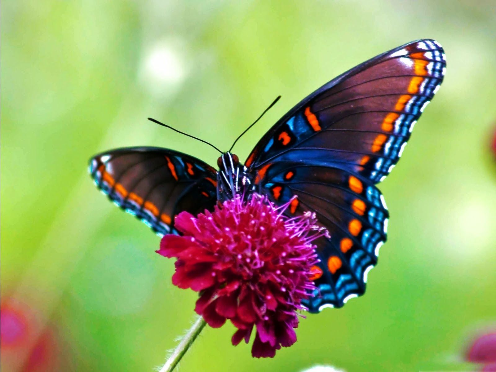 butterfly wallpapers free download #3
