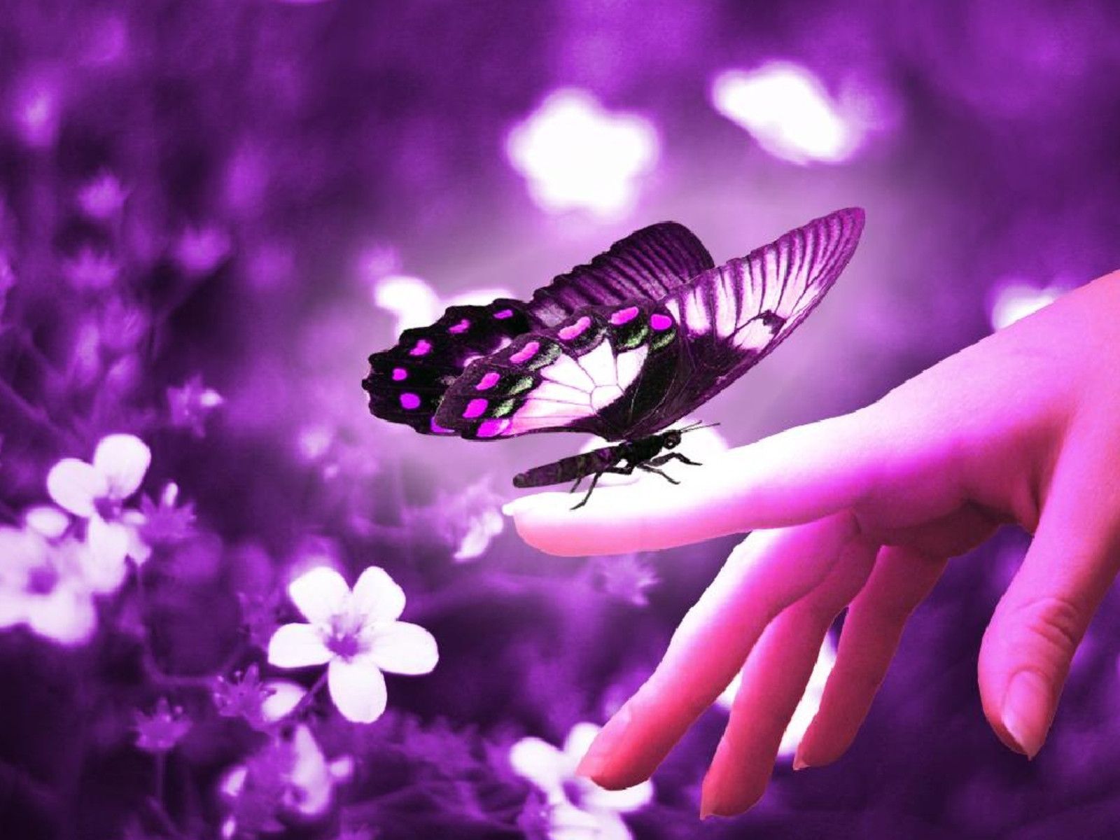 butterfly wallpapers free download #11