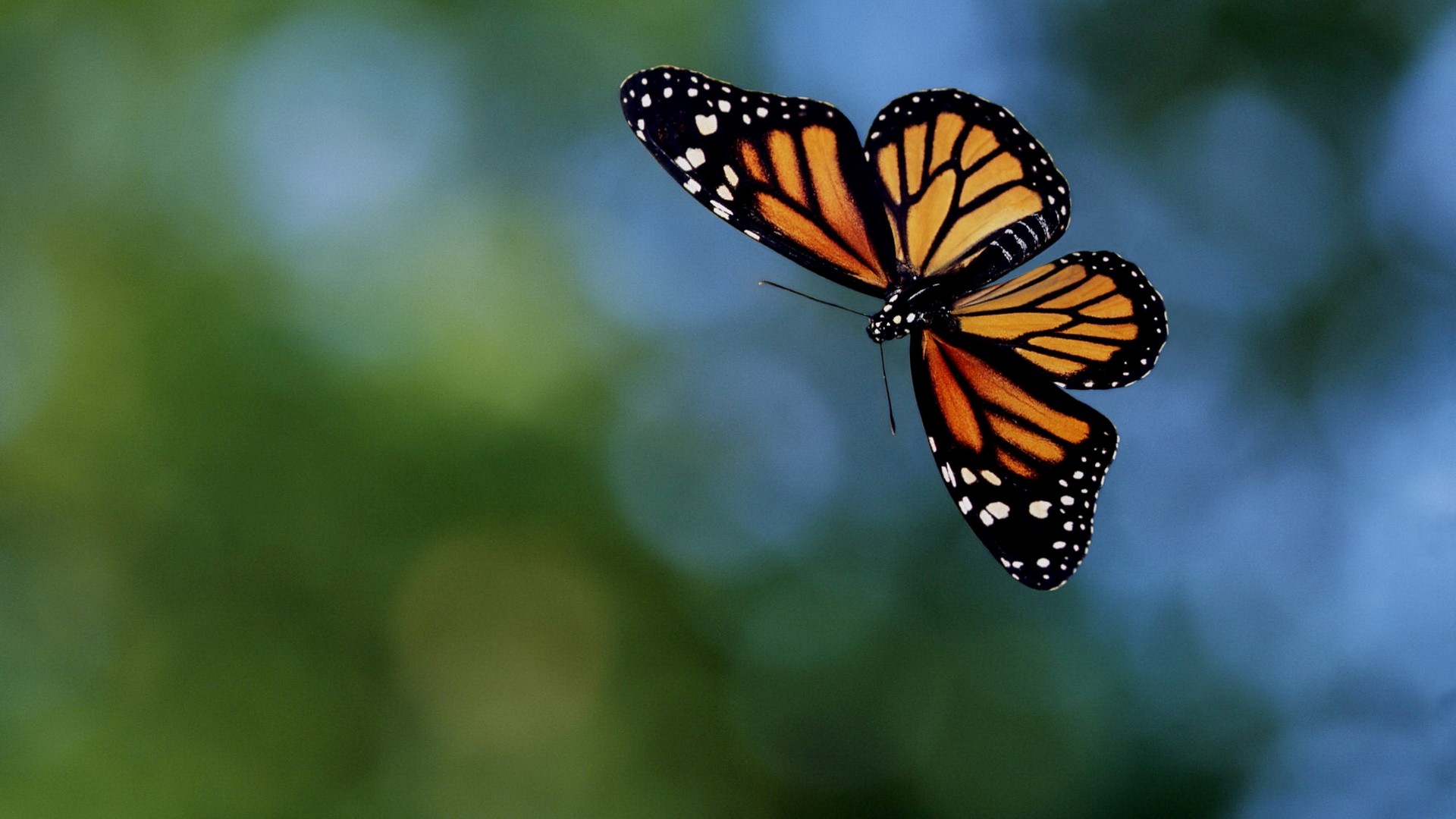 butterfly wallpapers free download #4