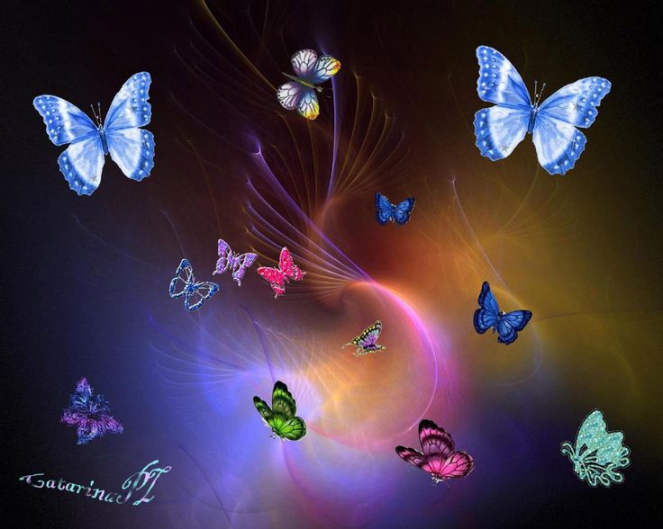 butterfly wallpapers free download #10