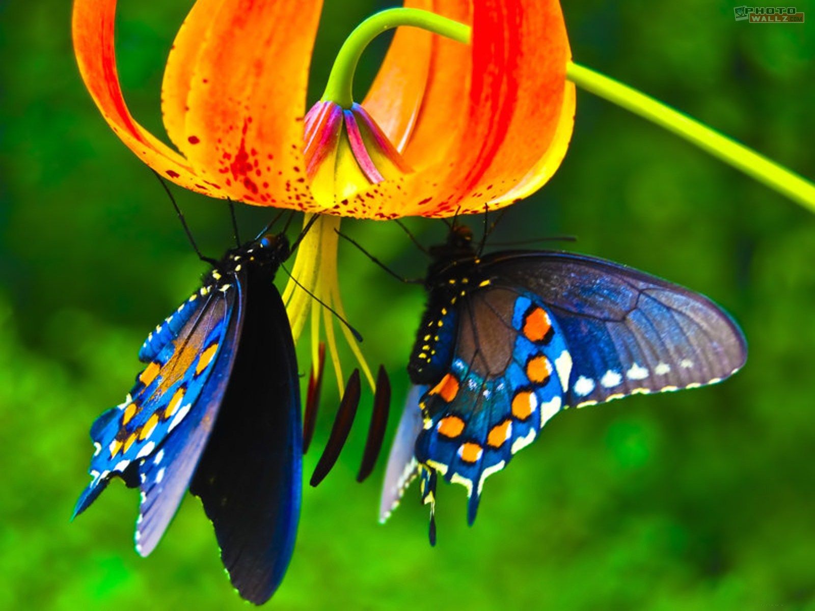 butterfly wallpapers free download #16