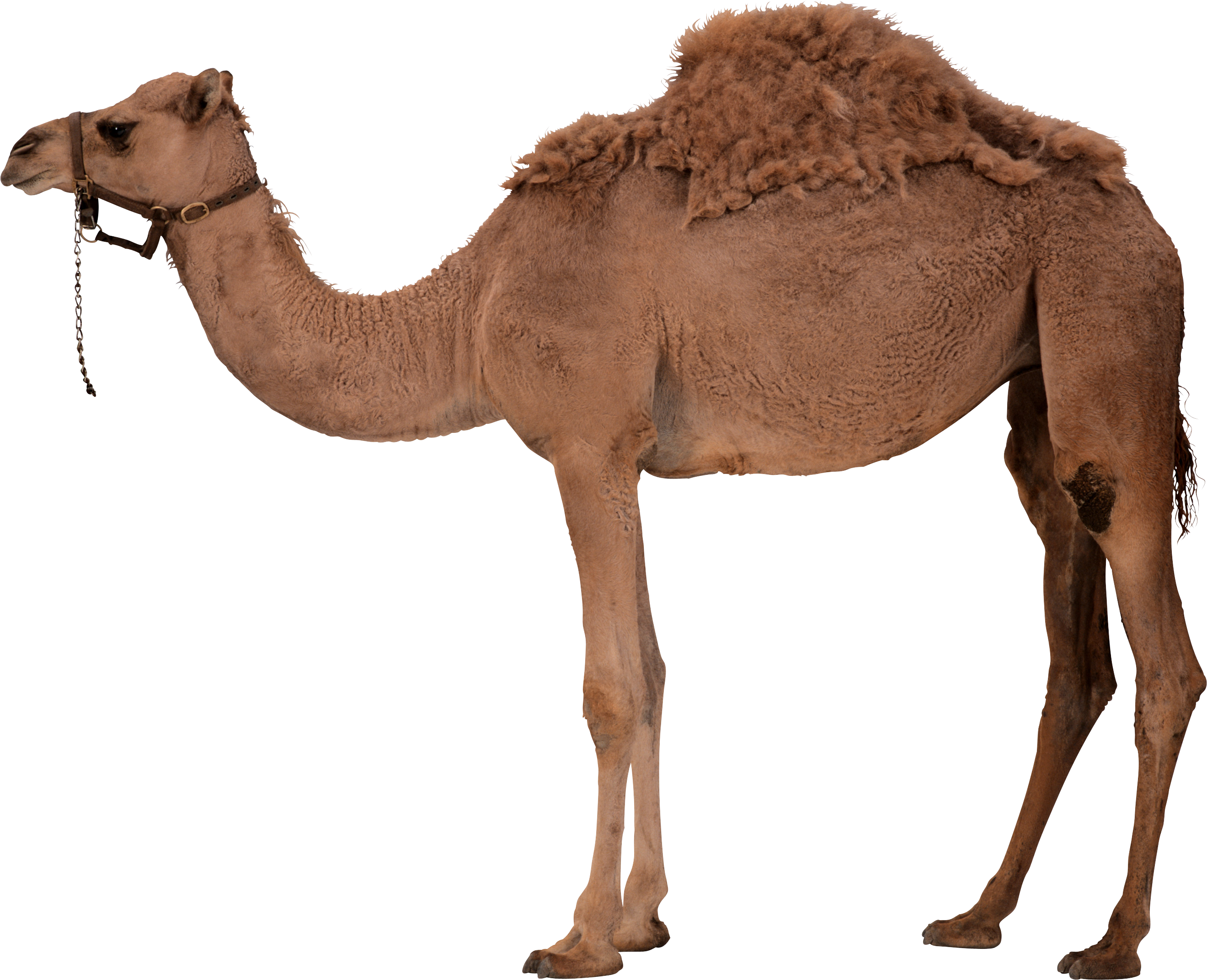 Camel images