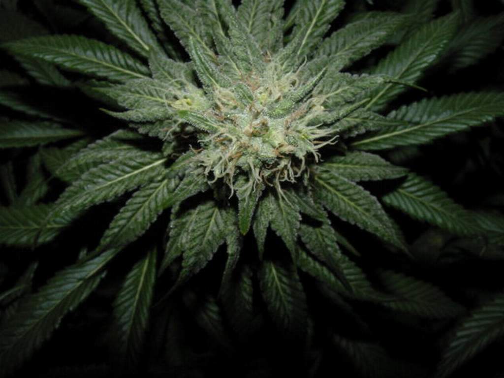 Cannabis wallpaper