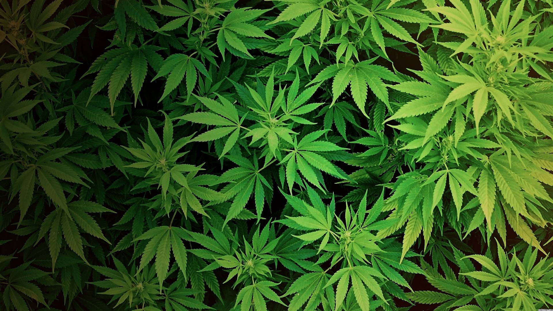 Marijuana wallpaper hd