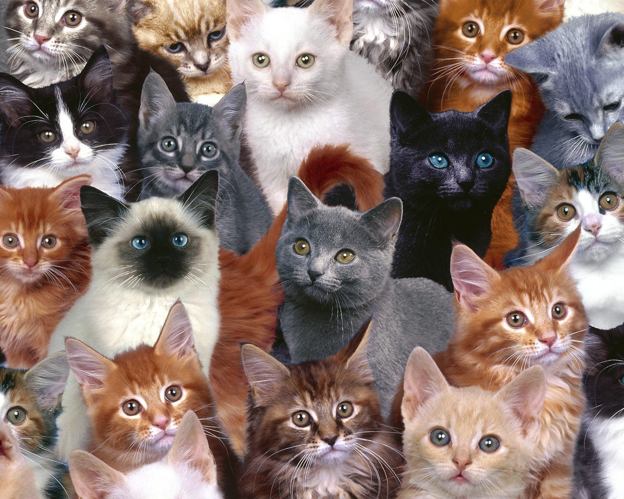Cat backgrounds for computer
