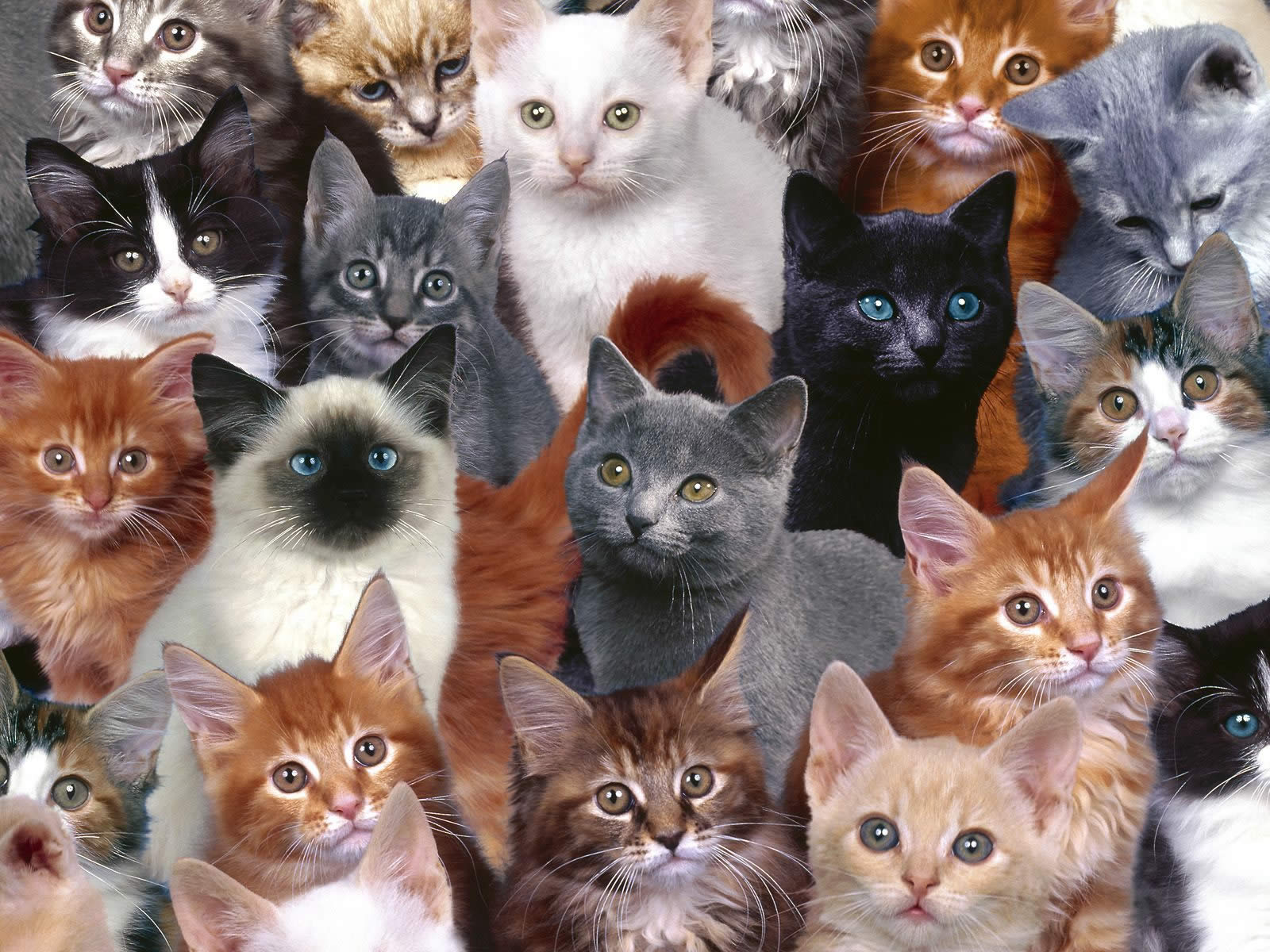 cat desktop backgrounds #10