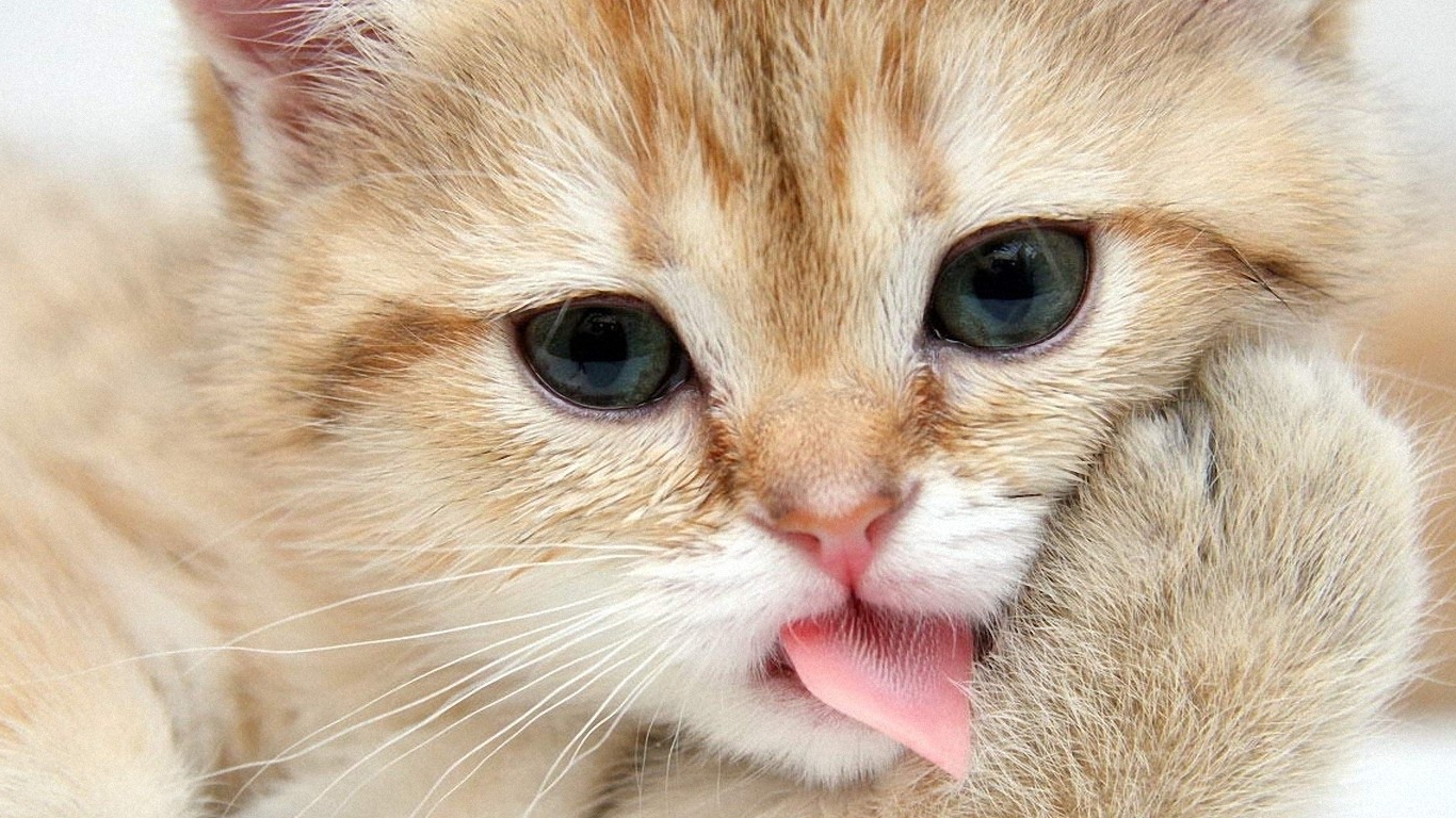 Cat desktop wallpaper