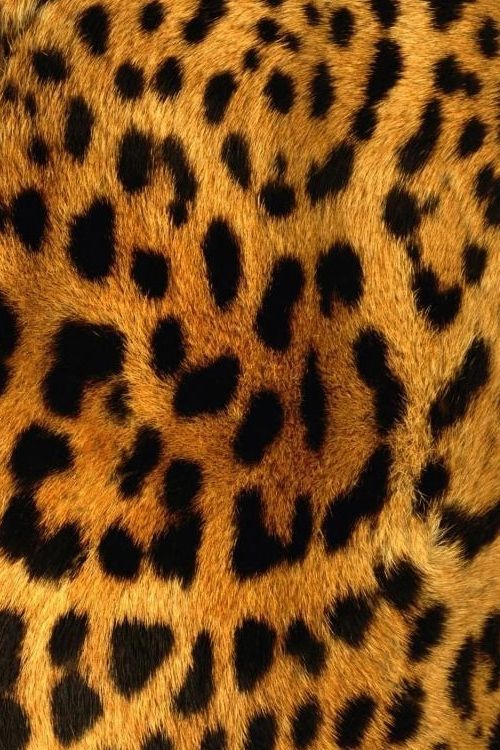 Cheetah background for iphone