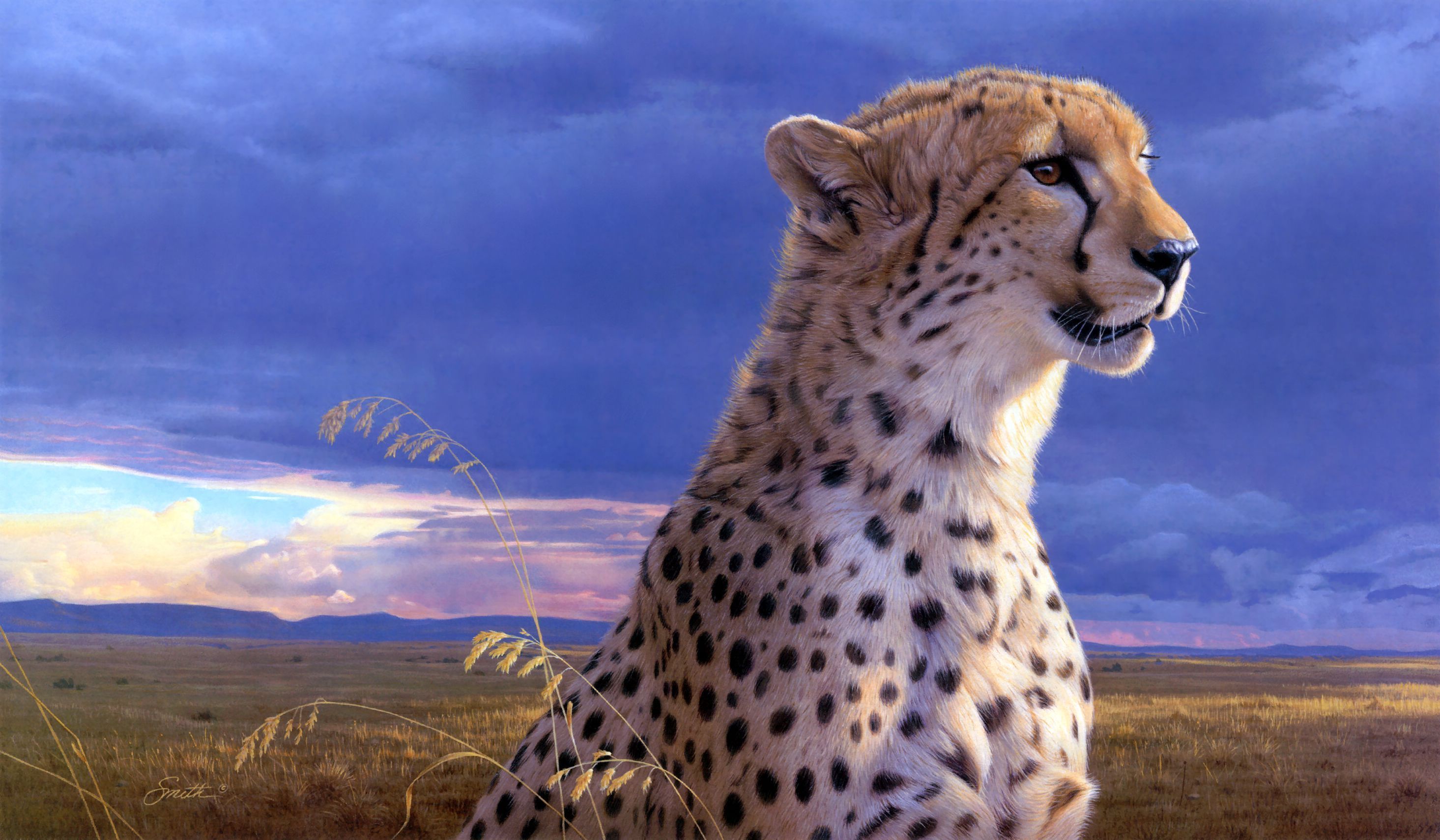 Cheetah Wallpapers HD - Wallpaper Cave