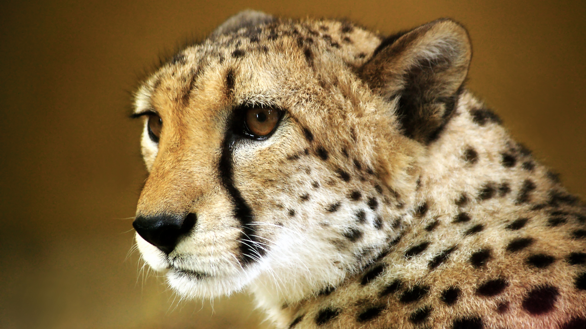 Cheetah Wallpapers HD | PixelsTalk Net