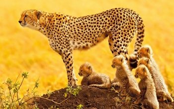 273 Cheetah HD Wallpapers | Backgrounds - Wallpaper Abyss