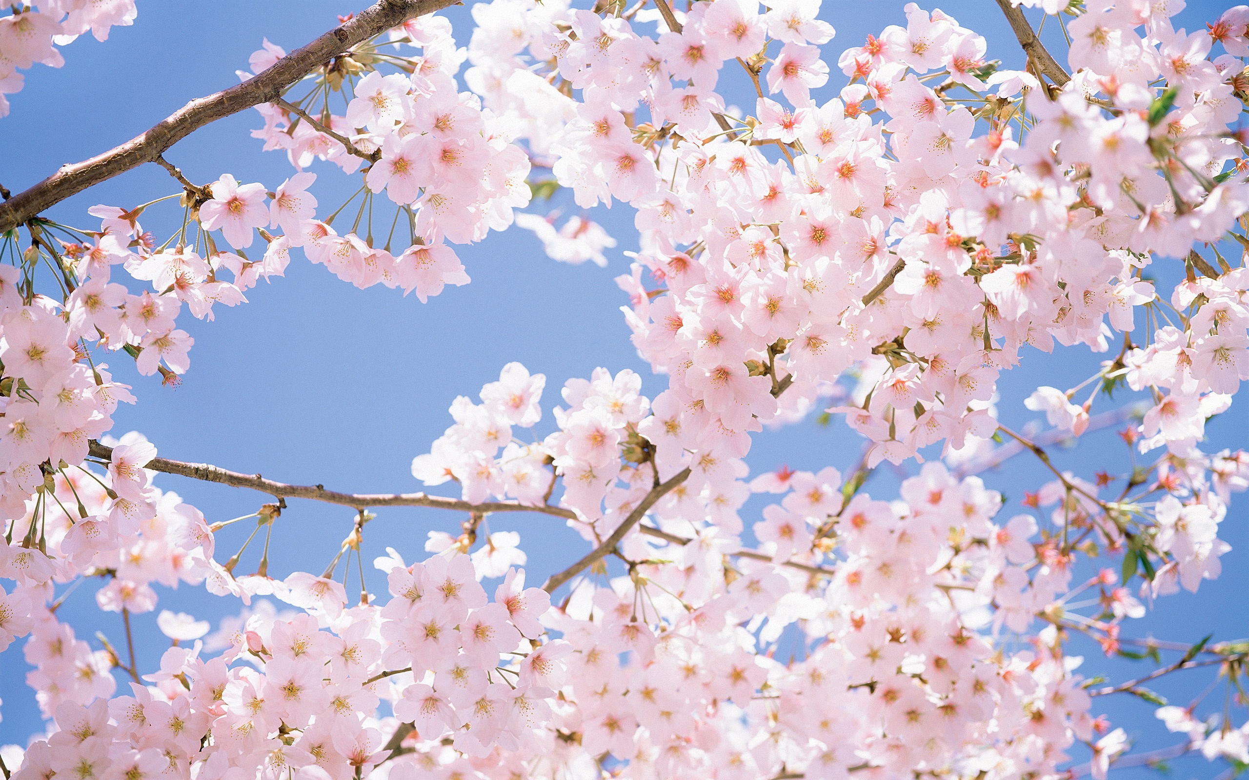 Cherry blossom computer wallpaper