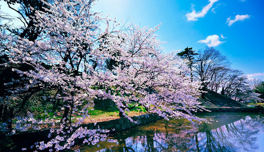 Cherry blossom tree background