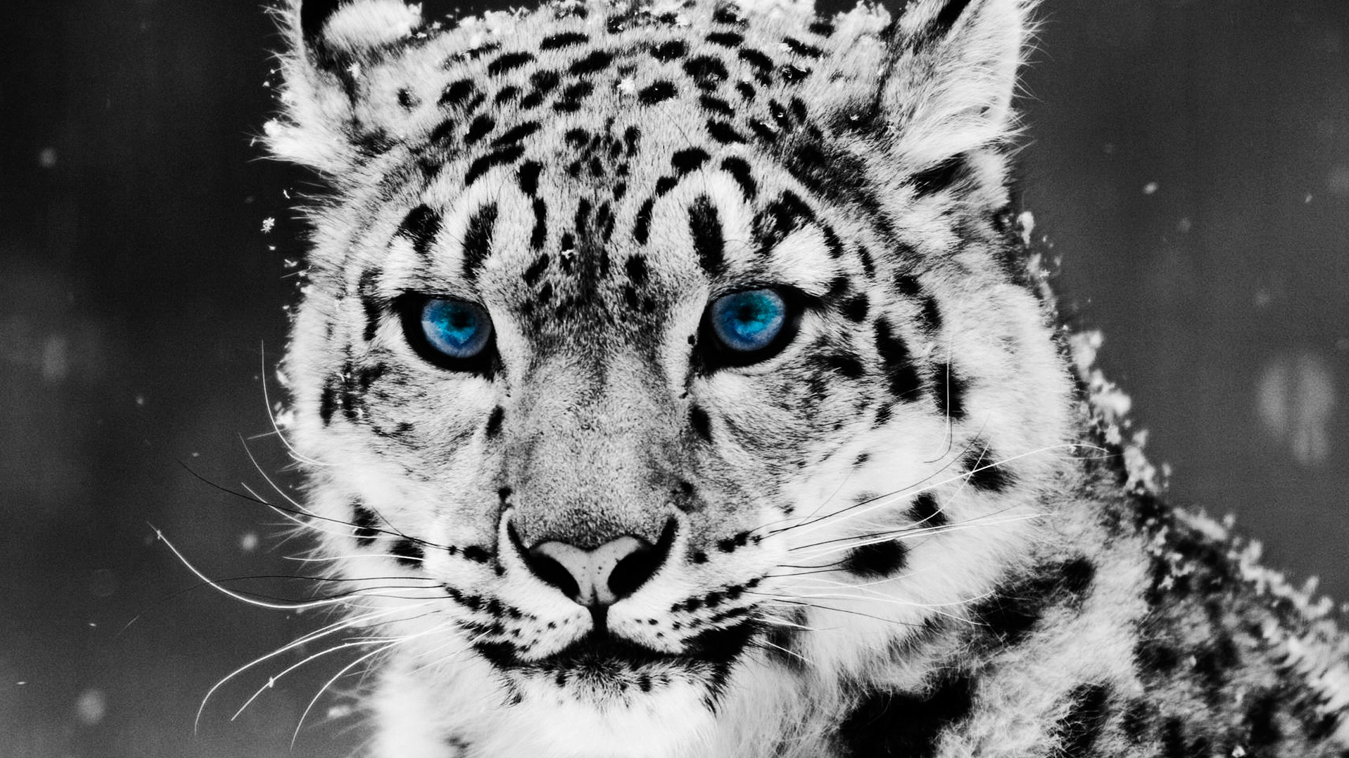 Cool animals wallpapers