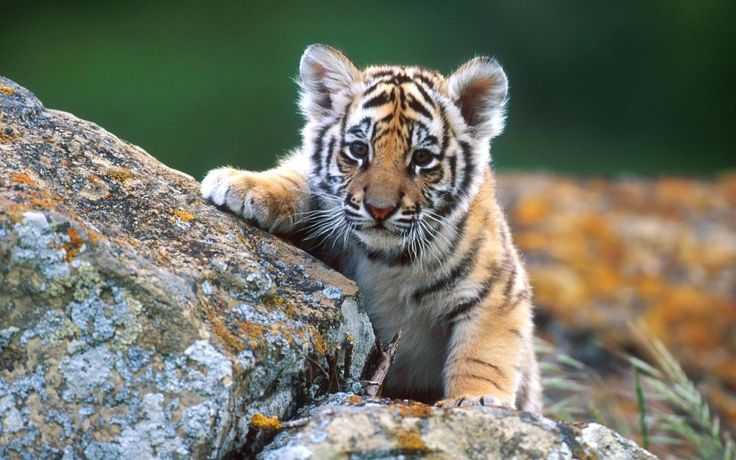 Cool animals wallpapers