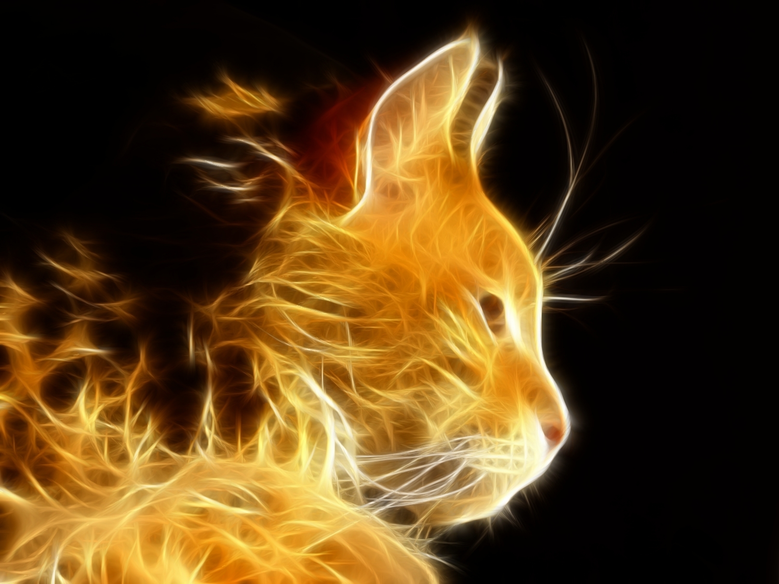 Cool cat backgrounds