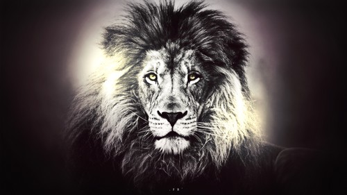 lion background wallpaper #3