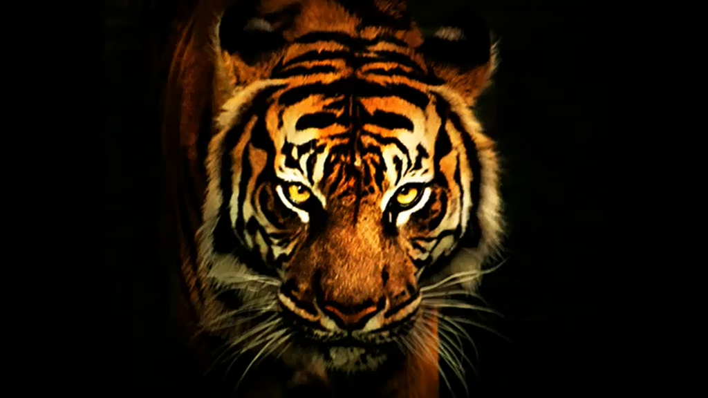 cool tiger backgrounds #10