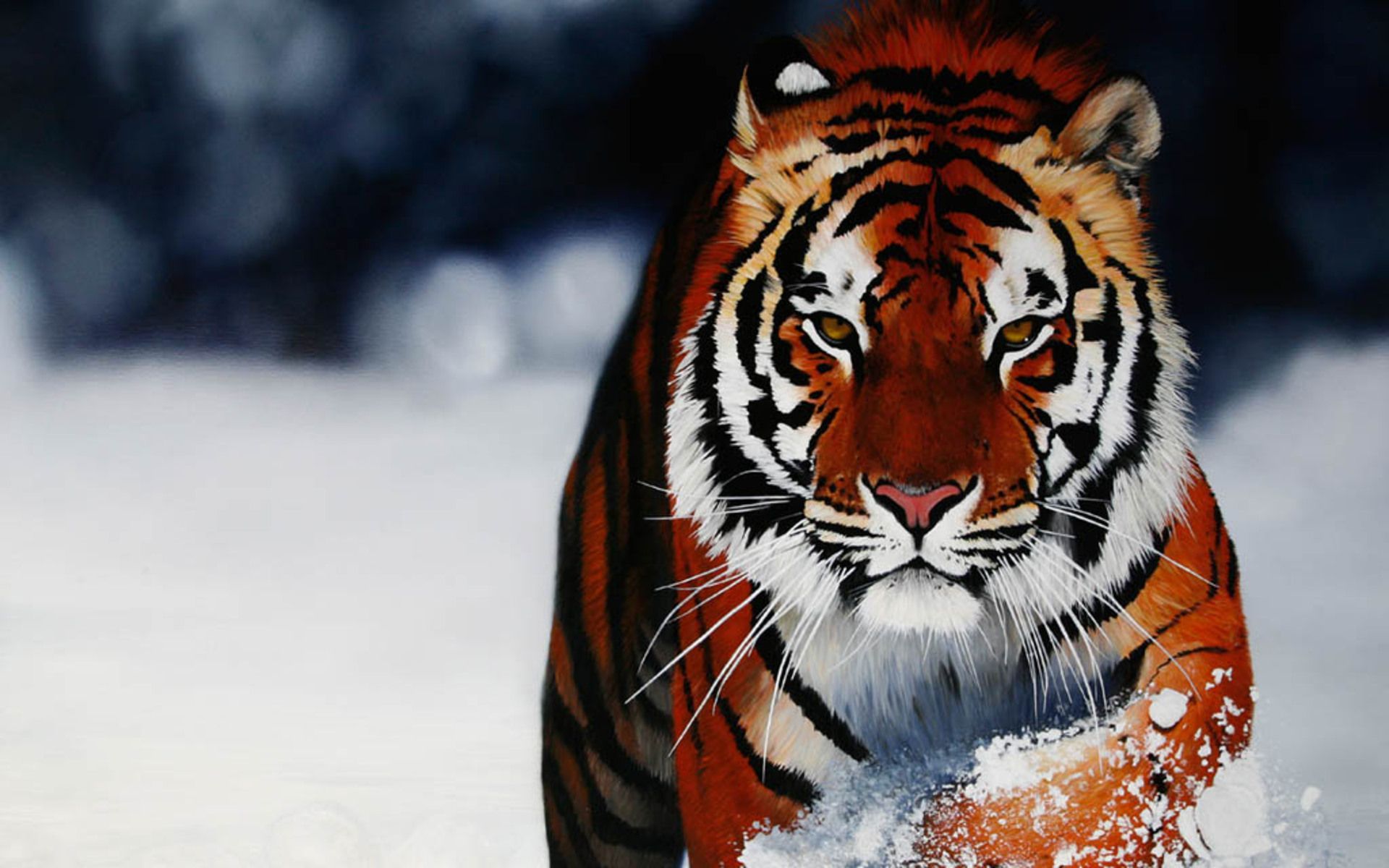 cool tiger backgrounds #8