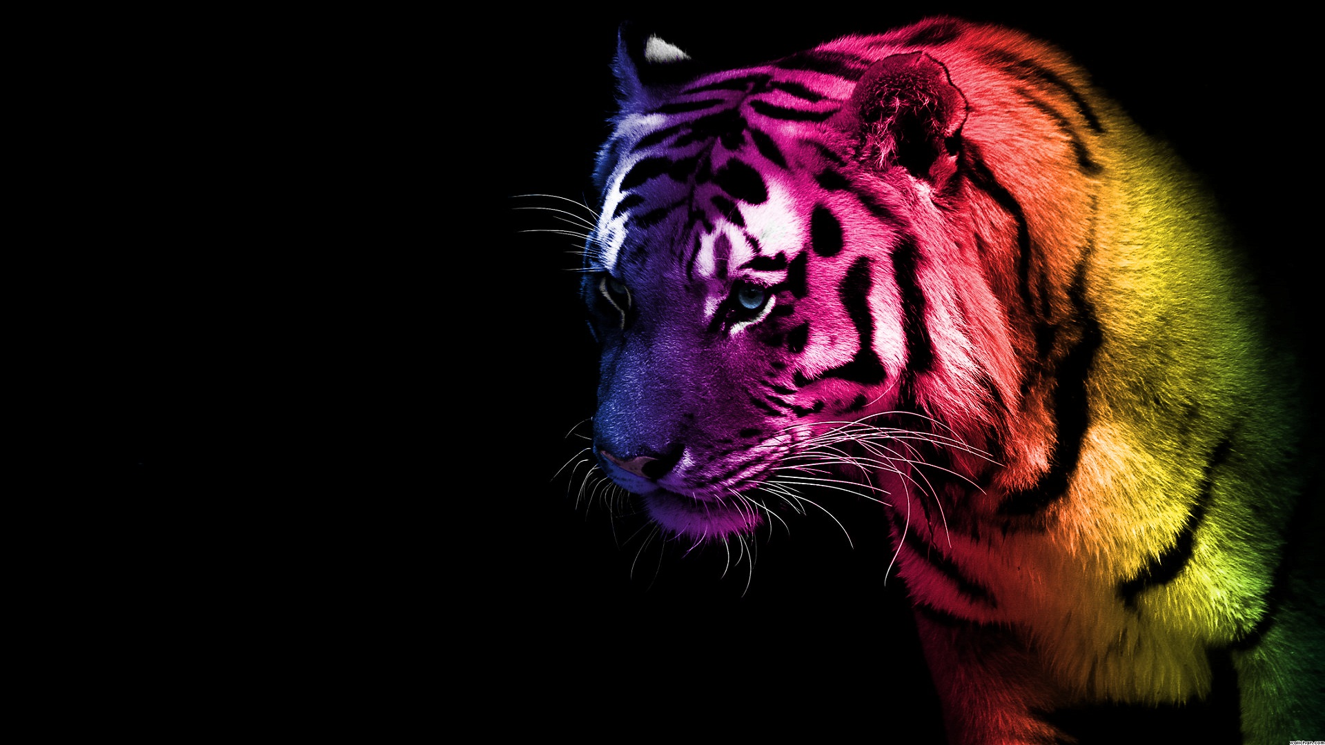 cool tiger backgrounds #18