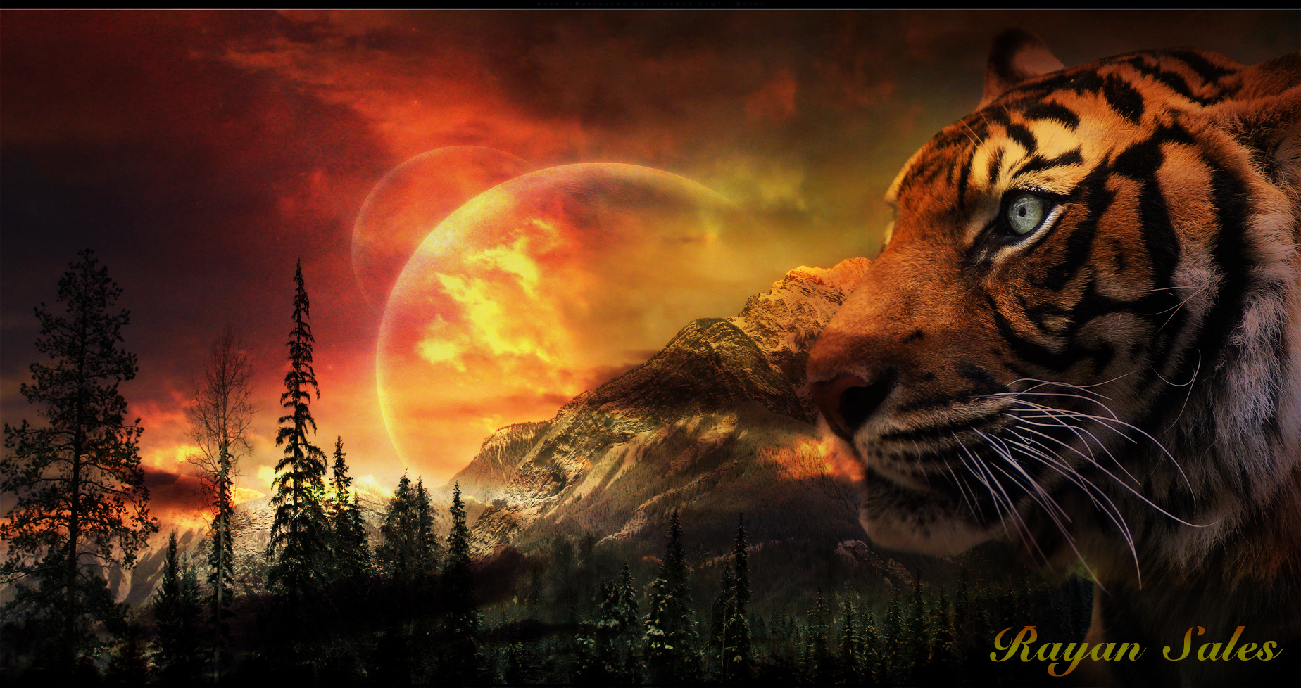 cool tiger backgrounds #15