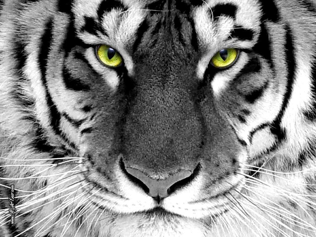 tiger face wallpapers #12