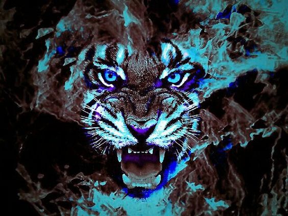 cool tiger wallpapers #12