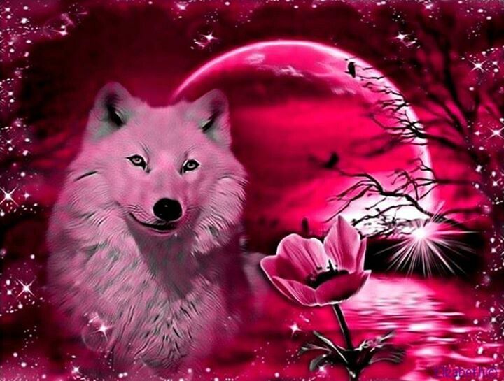 cool wolf backgrounds #12